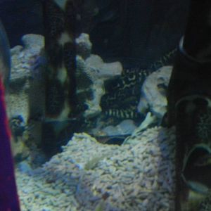 Banded Pipefish (?) at SEA LIFE Scarborough - 26/08/2012