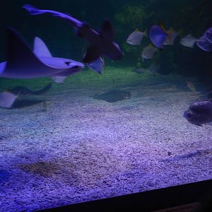 Mixed Reef Tank at SEA LIFE Scarborough - 26/08/2012
