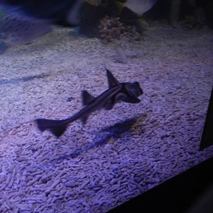 Port Jackson Shark at SEA LIFE Scarborough - 26/08/2012