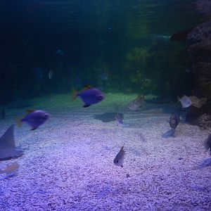 Mixed Reef Tank at SEA LIFE Scarborough - 26/08/2012