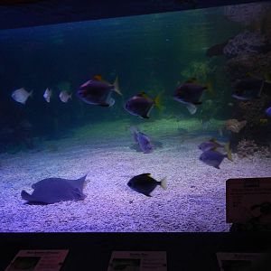 Mixed Reef Tank at SEA LIFE Scarborough - 26/08/2012