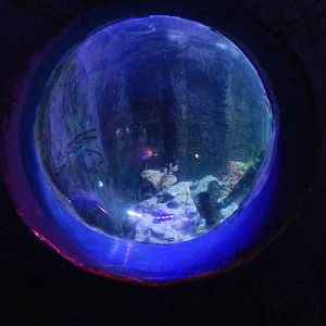 Banded Pipefish (?) Display at SEA LIFE Scarborough - 26/08/2012