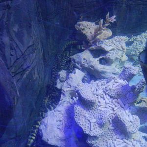 Banded Pipefish (?) at SEA LIFE Scarborough - 26/08/2012