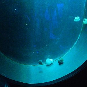 Jellyfish at SEA LIFE Scarborough - 26/08/2012