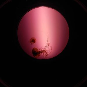 Jellyfish at SEA LIFE Scarborough - 26/08/2012