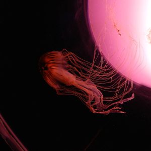 Jellyfish at SEA LIFE Scarborough - 26/08/2012