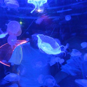 Jellyfish at SEA LIFE Scarborough - 26/08/2012