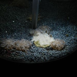 Upside-down Jellyfish at SEA LIFE Scarborough - 26/08/2012