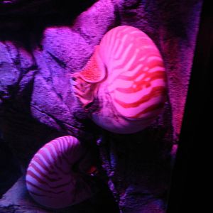 Chambered Nautilus at SEA LIFE Scarborough - 26/08/2012