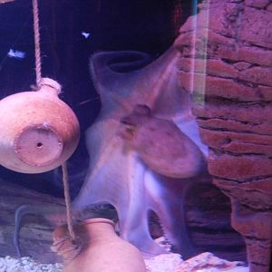 Common Octopus at SEA LIFE Scarborough - 26/08/2012