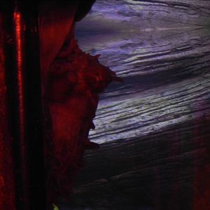 Giant Pacific Octopus at SEA LIFE Scarborough - 26/08/2012