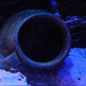 Octopus at SEA LIFE Scarborough - 26/08/2012