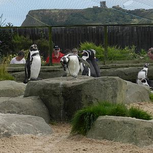 Penguin Exhibit at SEA LIFE Scarborough - 26/08/2012