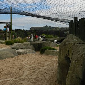 Penguin Exhibit at SEA LIFE Scarborough - 26/08/2012