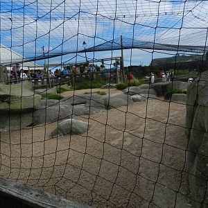Penguin Exhibit at SEA LIFE Scarborough - 26/08/2012
