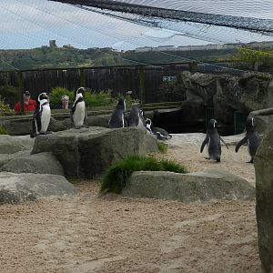 Penguin Exhibit at SEA LIFE Scarborough - 26/08/2012