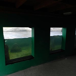 Penguin Underwater Viewing at SEA LIFE Scarborough - 26/08/2012