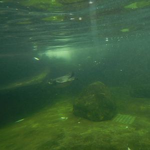 Humboldt Penguins Underwater at SEA LIFE Scarborough - 26/08/2012