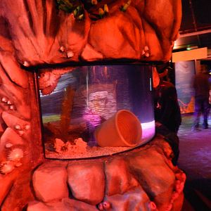 Octopus Garden at SEA LIFE Scarborough - 26/08/2012