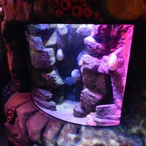 Chambered Nautilus Tank at SEA LIFE Scarborough - 26/08/2012