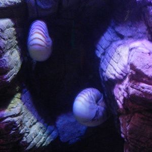 Chambered Nautilus at SEA LIFE Scarborough - 26/08/2012