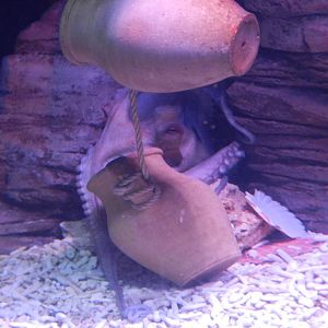 Ocotpus at SEA LIFE Scarborough - 26/08/2012