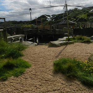 Penguin Exhibit at SEA LIFE Scarborough - 26/08/2012