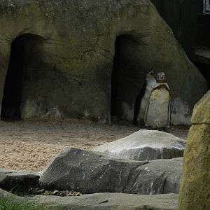 Penguin Chicks at SEA LIFE Scarborough - 26/08/2012