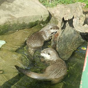 Asian Short Clawed Otters at SEA LIFE Scarborough - 26/08/2012