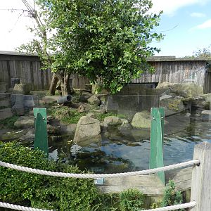 Asian Short Clawed Otter Exhibit at SEA LIFE Scarborough - 26/08/2012