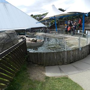 Seal Pool at SEA LIFE Scarborough - 26/08/2012