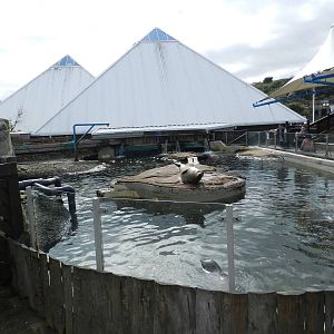 Seal Pool at SEA LIFE Scarborough - 26/08/2012