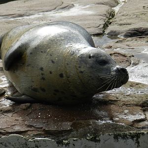 Common Seal at SEA LIFE Scarborough - 26/08/2012