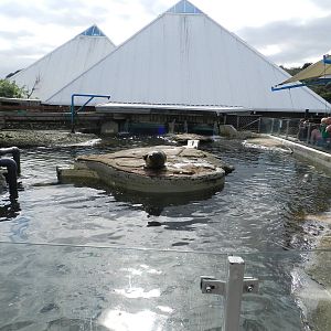 Seal Pool at SEA LIFE Scarborough - 26/08/2012