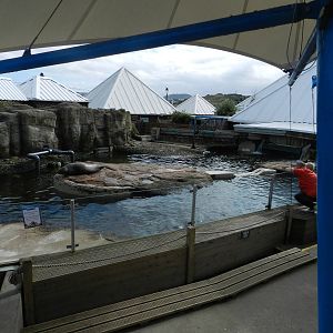 Seal Pool at SEA LIFE Scarborough - 26/08/2012