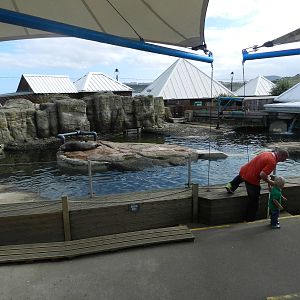 Seal Pool at SEA LIFE Scarborough - 26/08/2012