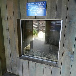 Otter Holt at SEA LIFE Scarborough - 26/08/2012
