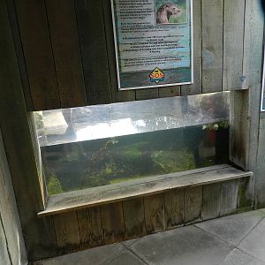 Otter Underwater Viewing Area at SEA LIFE Scarborough - 26/08/2012