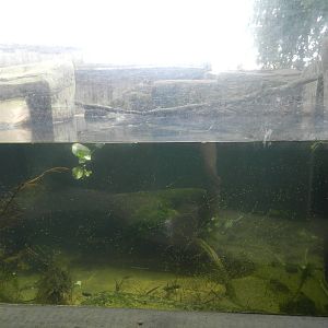 Otter Underwater Viewing at SEA LIFE Scarborough - 26/08/2012
