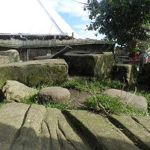 Otter Exhibit at SEA LIFE Scarborough - 26/08/2012