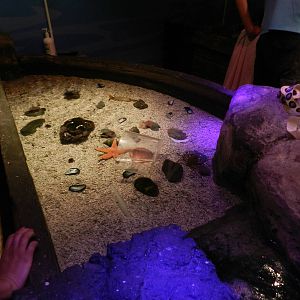 Touch Pool at SEA LIFE Scarborough - 26/08/2012