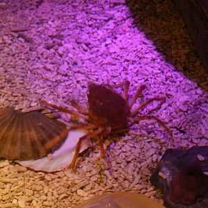 Touch Pool Crab at SEA LIFE Scarborough - 26/08/2012