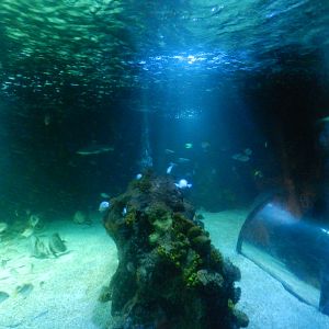 Ocean Tank at SEA LIFE Scarborough - 26/08/2012