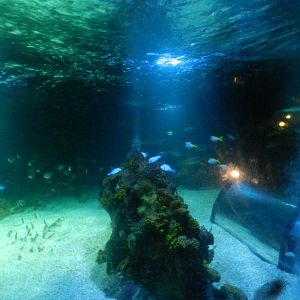 Ocean Tank at SEA LIFE Scarborough - 26/08/2012