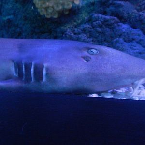 Brown-banded Bambooshark at SEA LIFE Scarborough - 26/08/2012