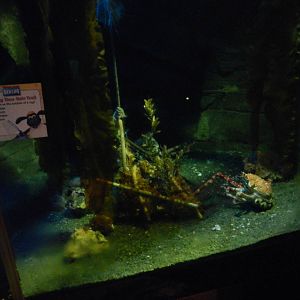 Japanese Spider Crab Tank at SEA LIFE Scarborough - 26/08/2012