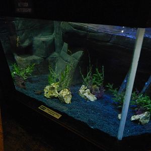 Weedy Seadragon Tank at SEA LIFE Scarborough - 26/08/2012