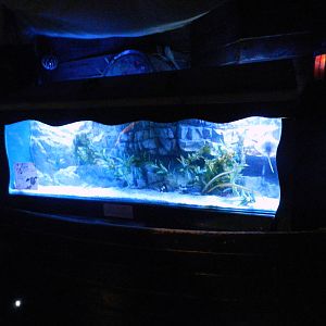 Pipefish Tank at SEA LIFE Scarborough - 26/08/2012