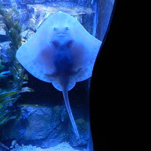 Some kind of ray? - SEA LIFE Scarborough - 26/08/2012