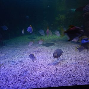 Mixed Reef Tank at SEA LIFE Scarborough - 26/08/2012